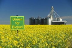  低油價挑戰(zhàn)生物燃料（柴油）